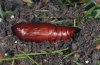 Apamea remissa: Pupa [S]