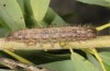 Rhegmatophila alpina: Larva (breeding photo) [S]