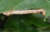 Spatalia argentina: Larva [S]
