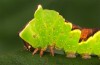 Furcula bicuspis: Larva (e.l. rearing, S-Germany, SE-Baden-Württemberg, Aichstetten, August 2016) [S]