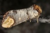 Phalera bucephala: Adult [S]
