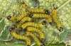 Phalera bucephala: Young larvae [S]