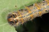 Phalera bucephaloides: Larva (breeding photo, ex Hungary) [S]