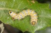 Phalera bucephaloides: Half grown larva (breeding photo, ex Hungary) [S]