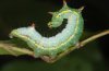 Ptilodon capucina: Larva [S]