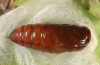 Clostera curtula: Pupa (e.l. Lake Kerkini 2011) [S]