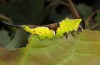 Cerura erminea: Larva in the fifth instar (e.o. rearing, Stuttgart, Uhlbach, June 2017) [S]