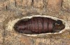Cerura erminea: Female pupa (e.o. rearing, Stuttgart, Uhlbach, June 2017) [S]