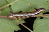 Pheosia gnoma: Half-grown larva (eastern Swabian Alb, Southern Germany) [M]