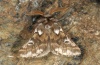 Thaumetopoea herculeana: Männchen (e.l. Fuerteventura, Raupe im Februar 2011, Falter geschlüpft im Herbst 2012) [S]