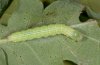 Drymonia dodonaea: Half-grown larva (S-Germany, eastern Swabian Alb, July 2006) [S]