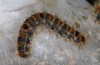Thaumetopoea pityocampa: Larvae (Crete, early May 2013) [N]