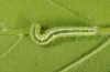 Ptilophora plumigera: Halbwüchsige Raupe (Kirchheim/Teck, Mai 2011) [S]