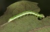 Drymonia querna: L2-larva (e.o. rearing, S-Germany, Stuttgart, adults found in mid-July 2021) [S]