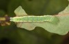 Drymonia querna: L4-larva (e.o. rearing, S-Germany, Stuttgart, adults found in mid-July 2021) [S]