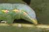 Drymonia querna: Larva (e.o. rearing, S-Germany, Stuttgart, adults found in mid-July 2021) [S]