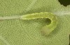 Drymonia querna: L2-larva (e.o. rearing, S-Germany, Stuttgart, adults found in mid-July 2021) [S]
