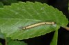 Dicranura ulmi: Young larva (Askio mountains, Greece, May 2010) [N]