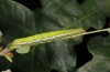 Drymonia velitaris: Larva (East Germany, Saxonia, Oberlausitz, mid-August 2017) [M]