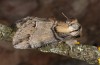 Drymonia velitaris: Male (e.l. rearing, E-Germany, Saxony, Oberlausitz, larva in mid-August 2017) [S]