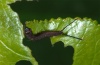 Cerura vinula: L1-larva (Haute-Durance, July 2012) [N]