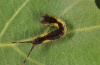 Cerura vinula: Young larva (Haute-Durance, July 2012) [N]