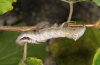 Notodonta ziczac: Larva (Memmingen, September 2011) [M]