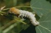 Notodonta ziczac: Larva [N]