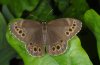 Lopinga achine: Adult (Memmingen, Southern Germany) [N]