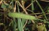 Lopinga achine: Larva [S]