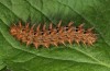 Argynnis adippe: Larva (e.l. eastern Swabian Alb 2013) [S]