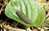 Argynnis adippe: Half-grown larva [S]