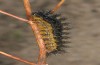 Melitaea aetherie: Raupe (e.l. SW-Andalusien, Cadiz, Puerto de Galiz, Raupe Anfang März 2019) [S]