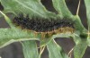 Melitaea aetherie: Raupe (e.l. SW-Andalusien, Cadiz, Puerto de Galiz, Raupe Anfang März 2019) [S]
