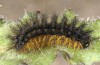 Melitaea aetherie: Raupe (e.l. SW-Andalusien, Cadiz, Puerto de Galiz, Raupe Anfang März 2019) [S]