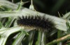 Melitaea aetherie: Half-grown larva (SW-Spain, Cadiz, Puerto de Galiz, early March 2019) [N]