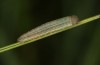 Erebia aethiopellus: Raupe im zweiten Stadium (e.o. Frankreich, Col d