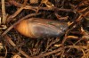 Erebia aethiopellus: Pupa few days prior to eclosion (e.o. rearing, France, Col d