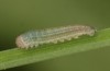 Erebia aethiopellus: Larva in the first instar (e.o. rearing, France, Col d