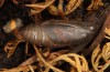 Erebia aethiopellus: Puppe wenige Minuten vor dem Schlupf (e.o. Frankreich, Col d