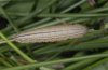 Erebia aethiops: Raupe im vorletzten Stadium [S]