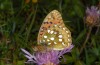 Argynnis aglaja: Male (S-Germany, Allgaeu Alps, Hinterstein, 1100m asl, 11. August 2013) [N]