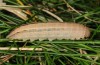 Hipparchia alcyone: Larva (e.o. Teruel 2013) [S]