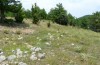 Hipparchia alcyone: Habitat in Ostspanien (Castellòn, Juli 2013) [N]