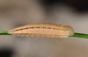 Hipparchia alcyone: Larva in the penultimate instar (e.o. Teruel 2013) [S]