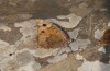 Pseudochazara anthelea: Weibchen (Rhodos, Attaviros, 20. September 2013) [N]