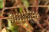 Boloria aquilonaris: Larva (e.o., N-Alps, Kleinwalsertal, 1100m, 2017) [S]
