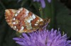 Boloria aquilonaris: Weibchen (Allgäu, Kleinwalsertal, 1100m NN, Anfang Juli 2015) [N]