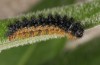 Melitaea arduinna: Larva (e.o. Vitsi, N-Greece, 2013/2014) [S]