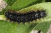 Melitaea arduinna: Larva (e.o. Vitsi, N-Greece, 2013/2014) [S]